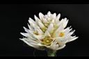 空心蓮子草-花09.JPG