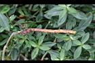 空心蓮子草-地下莖0.jpg