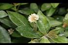 空心蓮子草-花07.JPG