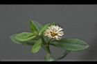 空心蓮子草-花19.jpg