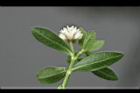 空心蓮子草-花20.jpg