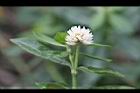 空心蓮子草-花24.jpg