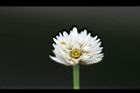 空心蓮子草-花31.jpg