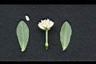 空心蓮子草-葉04.jpg