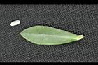 空心蓮子草-葉正02.jpg