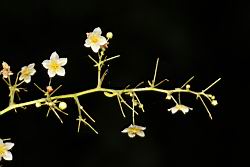 穿山龍-雄花序08.JPG