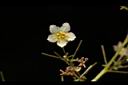 穿山龍-雄花02.JPG