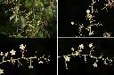 穿山龍-雄花序1.jpg