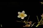 穿山龍-雄花01.JPG