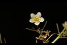 穿山龍-雄花03.JPG