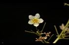 穿山龍-雄花07.JPG