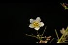 穿山龍-雄花08.JPG