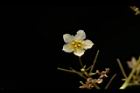 穿山龍-雄花13.JPG