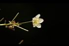 穿山龍-雄花14.JPG