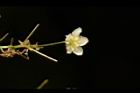 穿山龍-雄花15.JPG