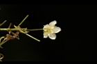 穿山龍-雄花16.JPG