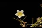 穿山龍-雄花18.JPG