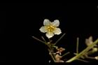 穿山龍-雄花19.JPG