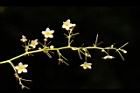 穿山龍-雄花序10.JPG