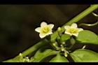 穿山龍-雌花04.JPG