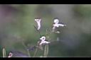 穿心蓮-花03.jpg