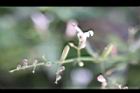 穿心蓮-實03.jpg