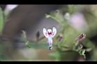 穿心蓮-花01.jpg