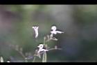 穿心蓮-花06.jpg
