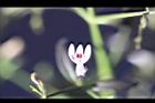 穿心蓮-花11.jpg