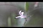 穿心蓮-花13.jpg