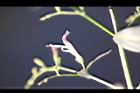 穿心蓮-花16.jpg
