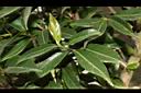 窄葉短柱茶-葉01.JPG