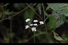 竊衣-花00.JPG
