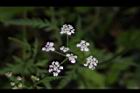 竊衣-花03.JPG