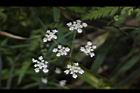 竊衣-花05.JPG