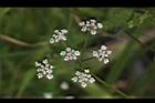 竊衣-花06.JPG