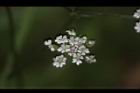竊衣-花16.JPG