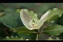 立鶴花-幼實1.jpg