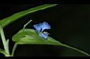 竹仔菜-花01.JPG