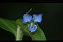 竹仔菜-花08.JPG