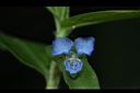 竹仔菜-花09.JPG