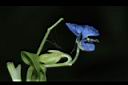竹仔菜-花實03.JPG