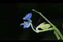 竹仔菜-花實08.JPG