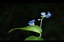 竹仔菜-花序00.JPG