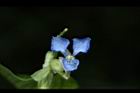 竹仔菜-花04.JPG