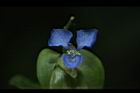竹仔菜-花06.JPG