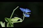 竹仔菜-花實02.JPG