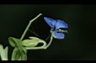 竹仔菜-花實04.JPG