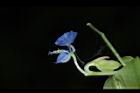 竹仔菜-花實06.JPG