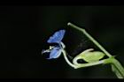 竹仔菜-花實07.JPG
